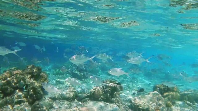School of small spotted dart swimming over tropical coral in coral garden in reef of Maldives island in wide angle video camera mode