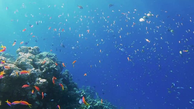 School of bicolor anthias fish and parrotfish swimming over tropical coral in coral garden in reef of Maldives island