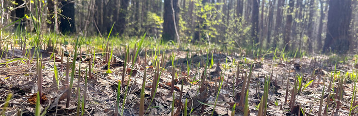 Naklejka na ściany i meble in spring, the first shoots of lily of the valley