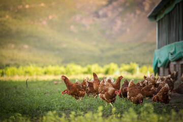 Close up image of a free range chicken on a farm in a field and in the chicken coop.