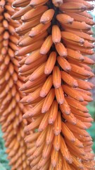 orange flower, exotic plant, botanical garden, biological variety, nature