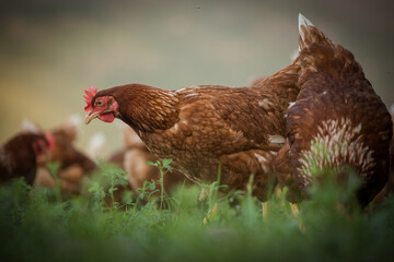 Close up image of a free range chicken on a farm in a field and in the chicken coop.