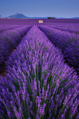 Naklejka na ściany i meble Lavender fields in Provence at twilight. Valensole Plateau, Alpes-de-Haute-Provence, France