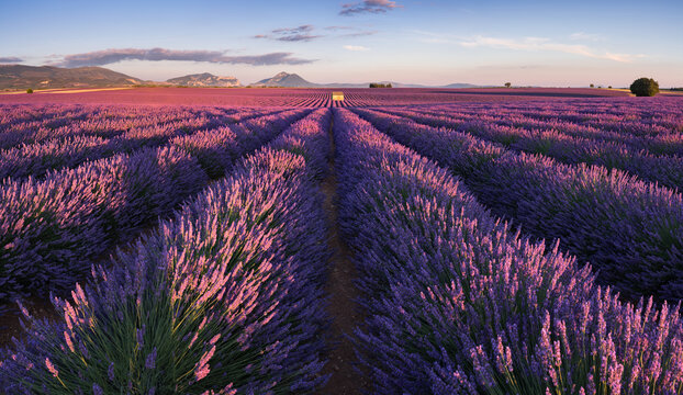 Lavender fields with last rays of sunset in Provence. Valensole Plateau in summer. Alpes-de-Haute-Provence, France