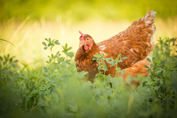 Close up image of a free range chicken on a farm in a field and in the chicken coop.