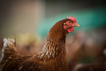 Close up image of a free range chicken on a farm in a field and in the chicken coop.