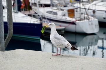 Close up of a seagull in a small harbor