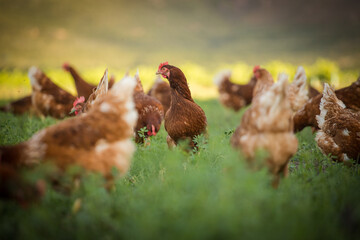 Close up image of a free range chicken on a farm in a field and in the chicken coop.
