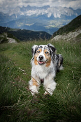 Dogs in the mountains