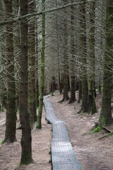 Hiking trail in the woods of the Wicklow National Park in Ireland