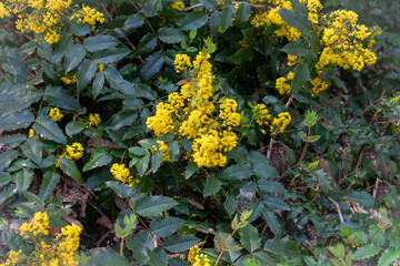 yellow flowers in the park