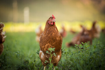 Close up image of a free range chicken on a farm in a field and in the chicken coop.