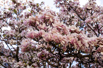 Blossoming magnolia with a pink saucer. spring background 