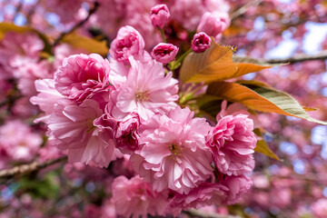Pink sakura close up, beautiful sakura flowers , texture of plant pattern, natural floral background. Selective focus,