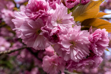 Pink sakura close up, beautiful sakura flowers , texture of plant pattern, natural floral background. Selective focus,