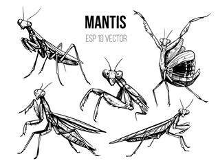 Mantis insect vector set. Black outline on a transparent background. Hand drawn sketch © aksol