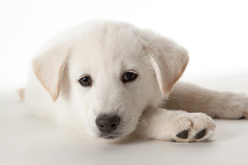 Portrait of a cute white puppy dog on white background