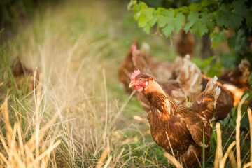 Close up image of a free range chicken on a farm in a field and in the chicken coop.