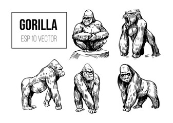 Gorilla vector set. ape, monkey animals. Black outline on a transparent background. Hand drawn sketch