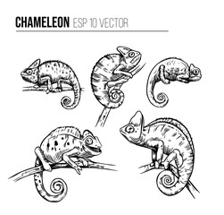 Chameleon vector set.black outline on a transparent background. Hand drawn sketch