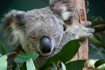  Koala sleeping in an eucalyptus tree, Queensland, Australia 
