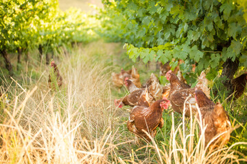 Close up image of a free range chicken on a farm in a field and in the chicken coop.