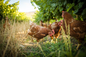 Close up image of a free range chicken on a farm in a field and in the chicken coop.