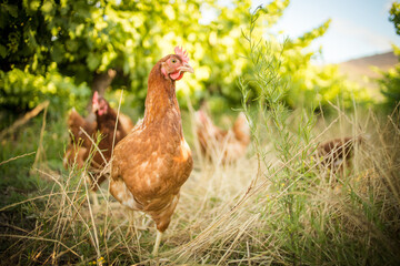 Close up image of a free range chicken on a farm in a field and in the chicken coop.