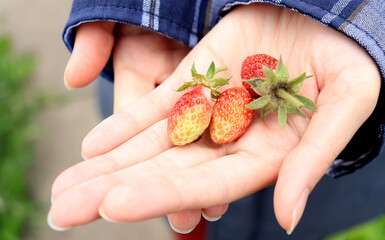 berry of ripe red fresh wild strawberries in a woman's hand.