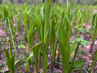in spring, the first shoots of lily of the valley