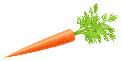 Fresh carrot with green stems, isolated on white. Side view. Close up. Realistic 3d vector illustration. for cooking, menu, Herbal medicine, skin care, ointments, prints, web design