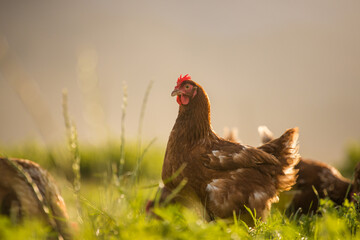 Close up image of a free range chicken on a farm in a field and in the chicken coop.