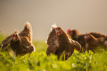 Close up image of a free range chicken on a farm in a field and in the chicken coop.