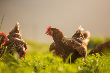Close up image of a free range chicken on a farm in a field and in the chicken coop.