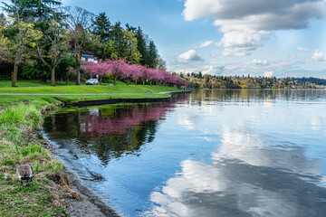 Fototapeta na wymiar Lake Shoreline Cherry Blossoms 2