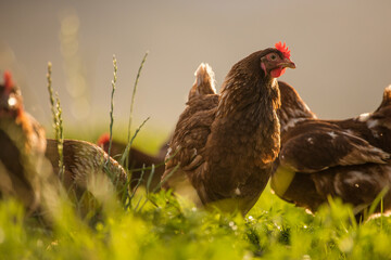 Close up image of a free range chicken on a farm in a field and in the chicken coop.
