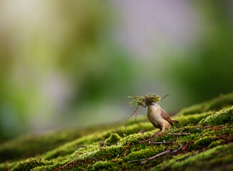 bird building a nest green moss