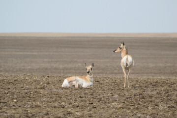 two pronghorns resting in farm field