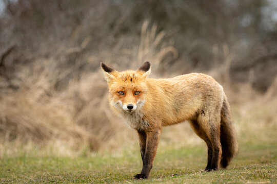 Red Fox in the wilderness 