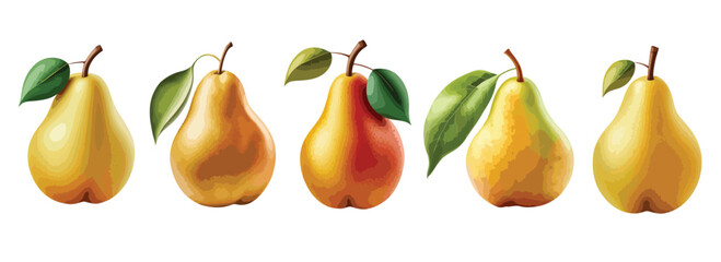Pears Set, Vegetarian products. Organic food. Vector illustration isolated on a white background