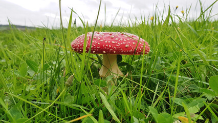 Fliegenpilz im Herbst auf einer Wiese