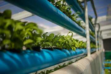 Close up image of a high-tech indoor aquaponics facility that grows green leafy vegetables and herbs