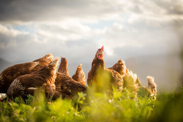 Close up image of a free range chicken on a farm in a field and in the chicken coop. © Dewald