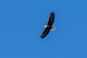 Bald Eagle soaring flying in flight