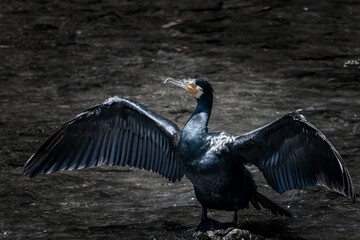 東京にラドンが飛来した
