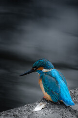 東京にもカワセミがいる