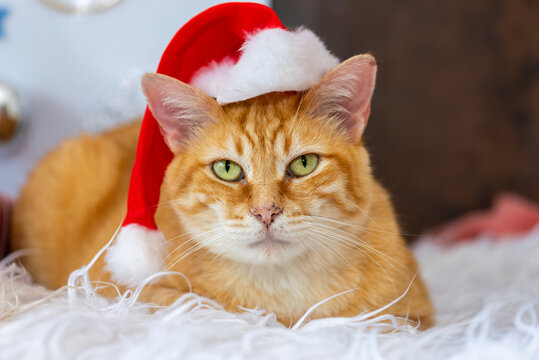 Orange cat wearing Santa's Hat for christmas