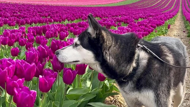 Funny husky dog outdoor in tulip fields. Pets play. High quality 4k footage Generative AI