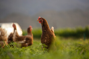Close up image of a free range chicken on a farm in a field and in the chicken coop.