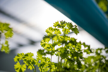 Close up image of a high-tech indoor aquaponics facility that grows green leafy vegetables and herbs